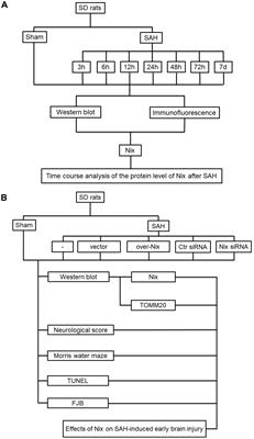 Nix Plays a Neuroprotective Role in Early Brain Injury After Experimental Subarachnoid Hemorrhage in Rats